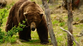 Fat Bear Week kicks off to crown champ of chonk in Alaska national park
