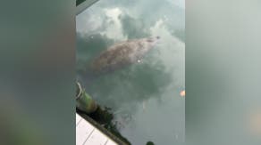Florida manatee spotted far from home swimming along New Jersey shore