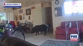 Watch: Florida deputies wrangle wild boar intruder