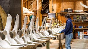 Maine brewery welcomes 50-foot fin whale skeleton to tap room