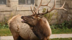 Watch: Yellowstone officials warn visitors of aggressive elk during rut season