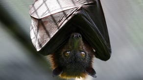 Deadly disease found in bats at Washington's San Juan National Park