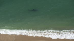Multiple shark sightings at New York City's Rockaway Beach, likely prompting closures amid intense heat wave