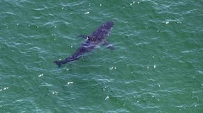 National Park Service reminds Cape Cod beachgoers to remain shark smart this fall