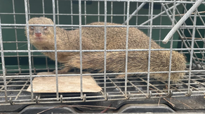Invasive mongoose captured in Hawaii, sparking renewed concerns
