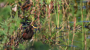 Rare 'fancy-looking' Northern Jacana bird spotted at Texas wildlife refuge