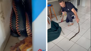 Watch: 'Highly venomous' snake found hiding in pizza box wrangled
