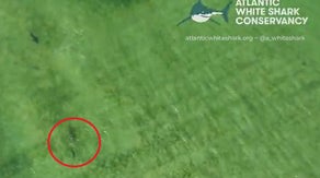 Watch: Video reveals first known evidence of dusky sharks preying on seals off Nantucket