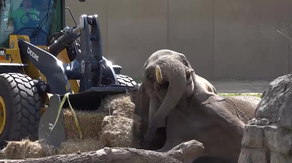 Watch: Front-end loader used to upright toppled elephant at Milwaukee zoo