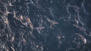 Watch: Hundreds of sharks spotted swimming, jumping out of Atlantic off Long Island coast