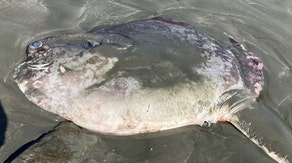 Mysterious fish mistaken for shark washes up on California beach