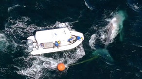 Watch: Humpback whale freed from tangled fishing line during 'challenging operation'