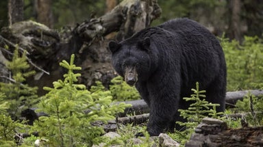 Black bear attacks teen, charges at group of hikers on popular trail in Washington state