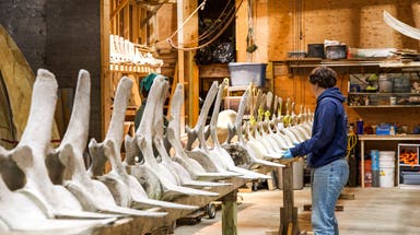 Maine brewery welcomes 50-foot fin whale skeleton to tap room