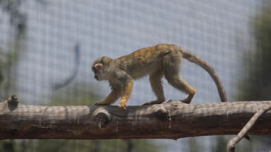 Capuchin monkey spotted on the loose in North Carolina