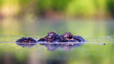 Massive alligator kills 71-year-old man in frightening wildlife encounter in Florida