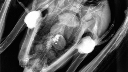 Bald eagle’s deadly lead poisoning from spent ammo renews concerns ahead of deer hunting season