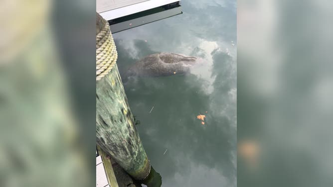 Manatee spotted by family near Belmar, New Jersey.