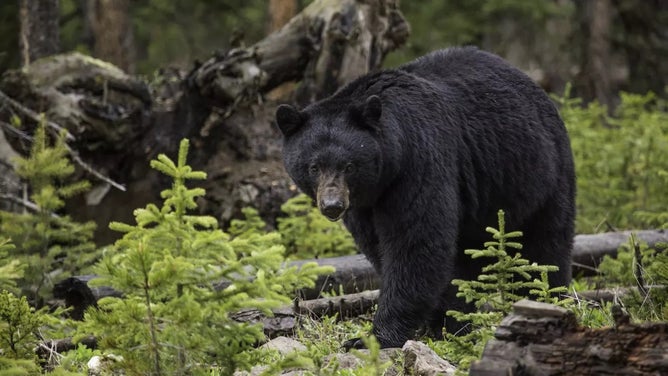 FILE: Black bear in Yellowstone.