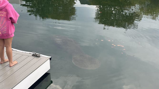 Manatee spotted by family near Belmar, New Jersey.