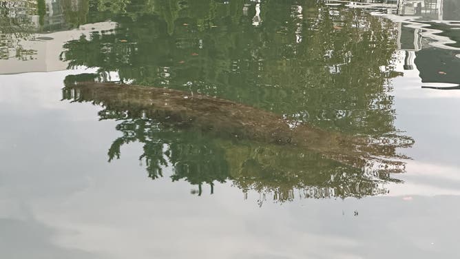 Manatee spotted by family near Belmar, New Jersey.