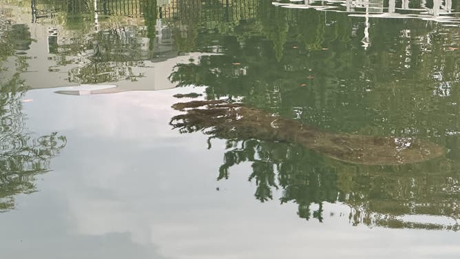 Manatee spotted by family near Belmar, New Jersey.