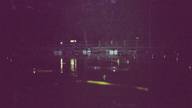 Glowing eyes of alligators along the water's surface in the Okefenokee National Wildlife Refuge.