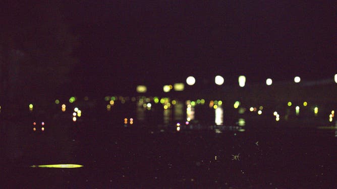 Glowing eyes of alligators along the water's surface in the Okefenokee National Wildlife Refuge.