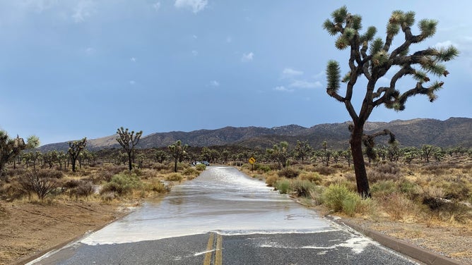 FILE: A flooded road in Joshua Tree National Park.