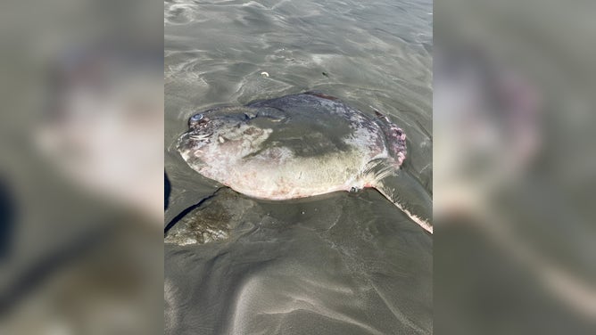 Mola tecta sunfish have flat, disc-like bodies.