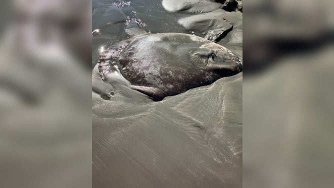 The dead mola tecta sunfish lies on the beach.