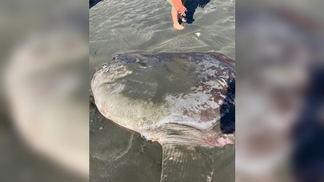 The mola tecta was formally identified in 2017.