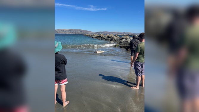 Onlookers stare at the beached sunfish at Doran Regional Park.