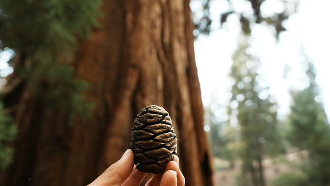 A sequoia cone in the McKinley Grove on Sept. 6, 2025 during the Garnet Fire.