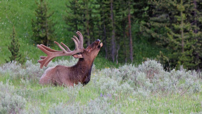 FILE: Bull elk at Canyon in Yellowstone National Park.