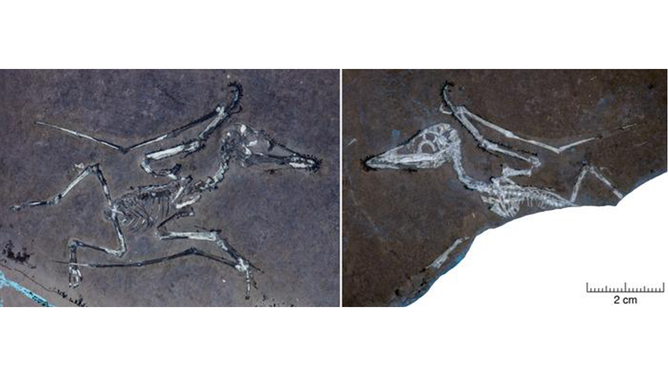 The hatchling Pterodactylus, nicknamed Lucky, illuminated UV light. Both part and counterpart show the delicate bones of this tiny pterosaur, capturing a fractured wing in extraordinary detail.
