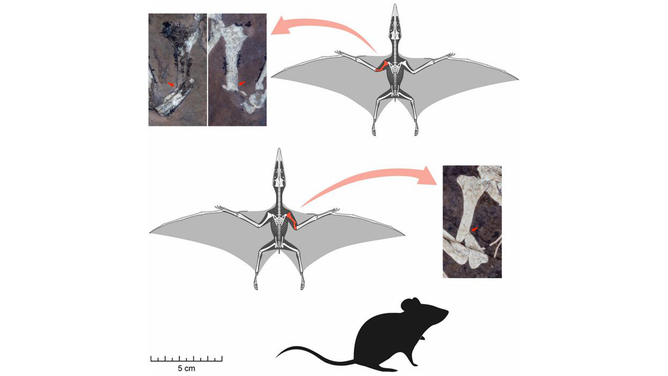 Skeletal reconstructions of the two Pterodactylus hatchlings are shown in flight position, with broken bones marked in red. UV images reveal clear breaks in the upper arm bones. A silhouette of a house mouse (Mus musculus) is included for scale.