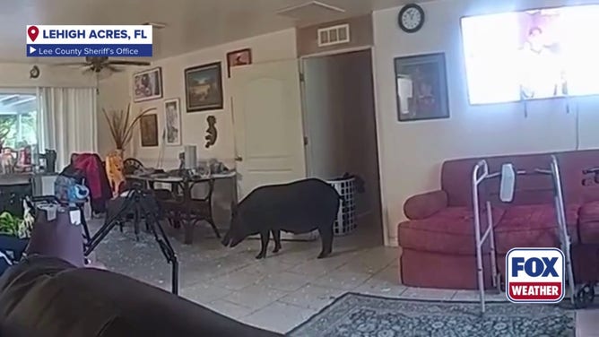 The wild pig in a Lehigh Acres home.