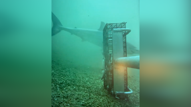 Watch: First time ‘elusive’ great white shark filmed in Rhode Island waters