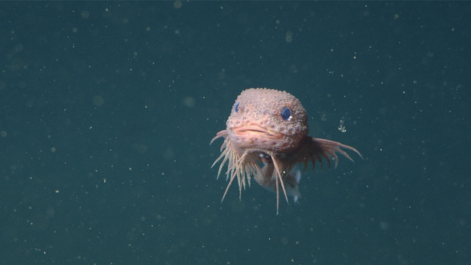 The bumpy snailfish first spotted in 2019 by a MBARI research team. 