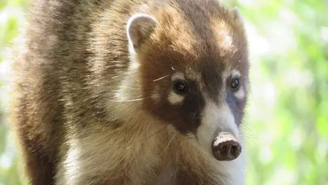 FILE: Coati.
