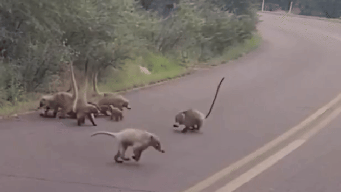 The band of coati cross the road.
