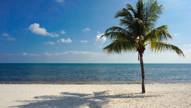 A palm tree casts a shadow onto the sandy beach at Smathers Beach in Key West, FL, USA 01 January 2014.