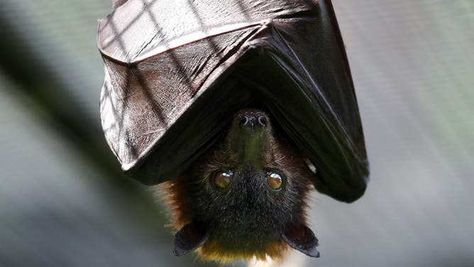 OAKLAND, CALIFORNIA - APRIL 16: A fruit bat hangs from a rope during a behind the scenes interactive live stream from the Oakland Zoo on April 16, 2020 in Oakland, California. Since the Oakland Zoo has been closed to the public during the shelter in place, they are offering a subscription based service that will feature five weekly behind the scenes live streamed interactive programs that will feature animal keepers and their animals. Viewers are able to interact with the keepers by submitting questions to about the animals.