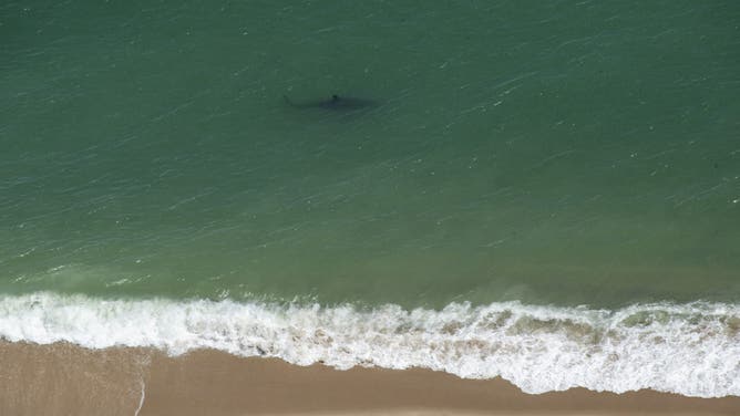 A Great White Shark swims just off the Cape Cod National Sea Shore in Cape Cod, Massachusetts on July 15, 2022. The coast of Massachusetts is home to many White Sharks during the summer months. With interest in sharks growing, a shark related tourism industry has sprung up in places like Chatham, including sightseeing tours.