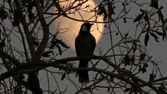 A white-eared bulbul perches on a tree branch as the waxing gibbous moon rises behind, in Kuwait City on October 6, 2022.