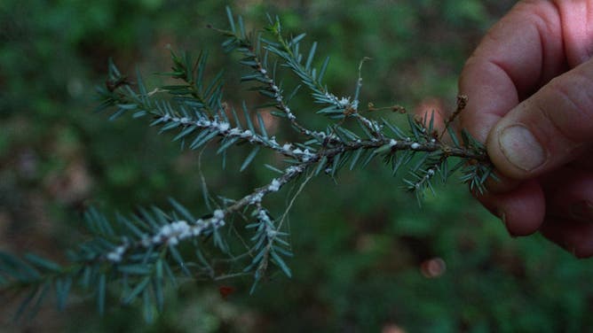 The residue of the woolly adelgid infects the branch of an Eastern hemlock. The state tree is doomed under the onslaught of the pest.