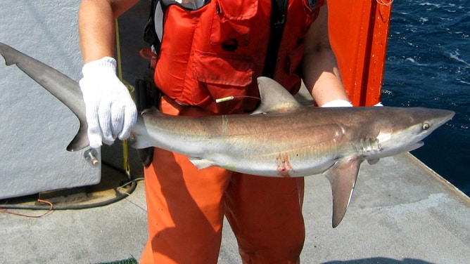Dusky shark (Carcharhinus obscurus).