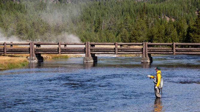 YELLOWSTONE NATIONAL PARK, WY - SEPTEMBER 18: A fly fisherman works the Firehole River in Yellowstone National Park's Biscuit Basin on September 18, 2022, in Yellowstone National Park, Wyoming. Sitting atop an active volcanic caldera, Yellowstone, America's first National Park, is home to more geological hydrothermal features (geysers, mud pots, hot springs, fumaroles) than are found in the rest of the world combined.