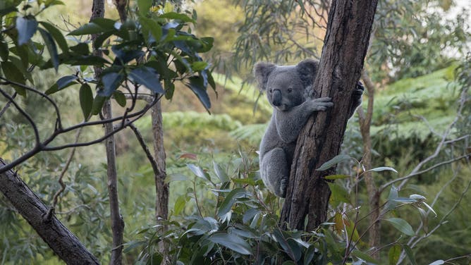 SYDNEY, AUSTRALIA - JUNE 11: Mataeo is one of the Koalas in the Wildlife Retreat at Taronga Zoo in Sydney, on June 11, 2023, in Sydney, Australia.